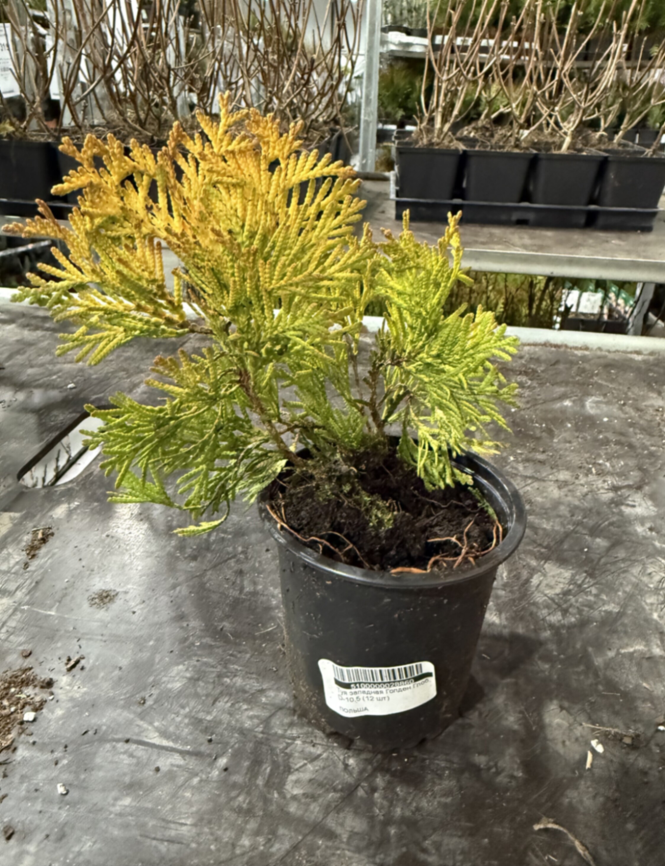 Туя западная Голден Глоб